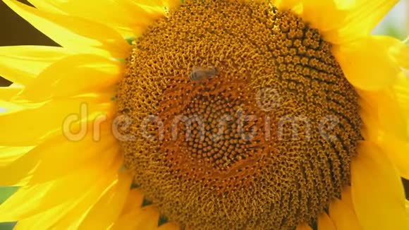 两只蜜蜂为了找到向日葵头上最好的花粉而跋涉的细节视频的预览图