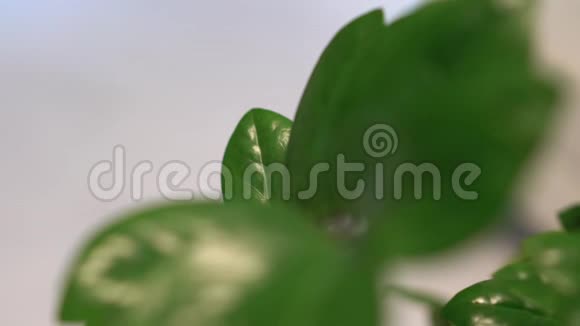 绿色植物叶片特写聚焦从遥远的叶子移动到附近视频的预览图