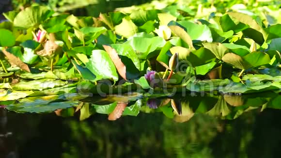 池塘中有百合花植物的自然背景视频的预览图