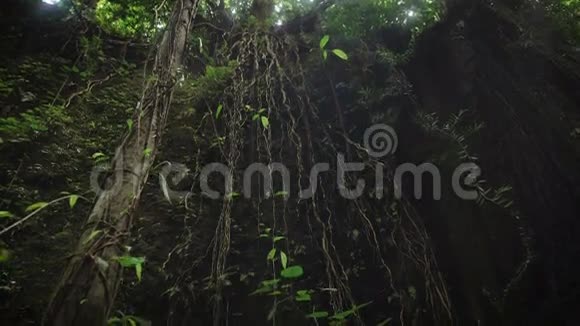巴厘岛丛林中悬浮藤本的回顾悬挂在热带森林树上的莲座视频的预览图