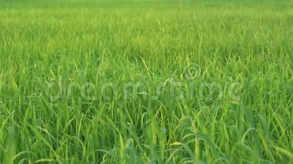 坎恰拿布里省迎春稻田落日景象中的瓦当寺虎穴寺景观视频的预览图