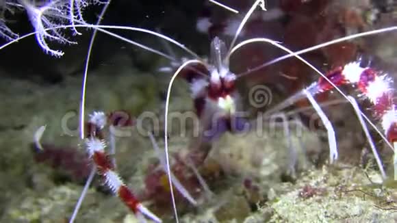 两只珊瑚带状捕虾和吃浮游生物视频的预览图
