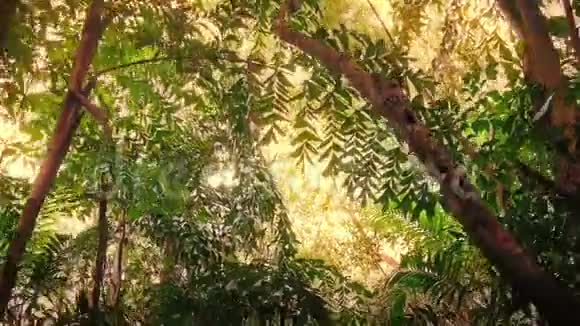 阳光灿烂的热带雨林中旅行视频的预览图