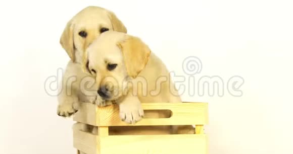 黄色拉布拉多猎犬小狗在白色背景的盒子里玩耍诺曼底慢动作视频的预览图