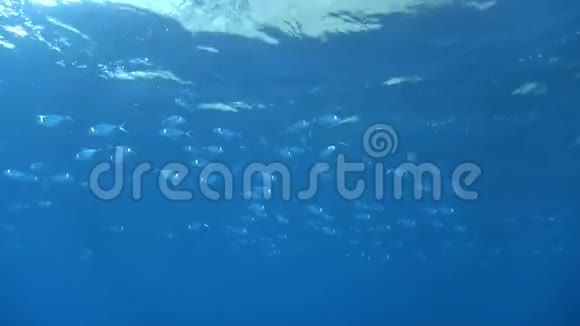表面透明鱼群视频的预览图