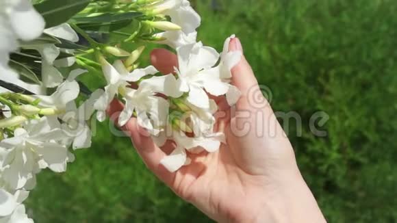 女人手里拿着白色美丽的花女性手缓慢地触摸开花的树视频的预览图