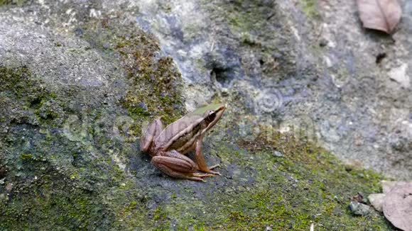 岩石上的绿水稻蛙视频的预览图