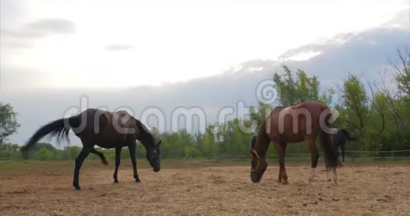 漂亮的纯种马在马厩里后面有一看着镜头动物护理的概念视频的预览图