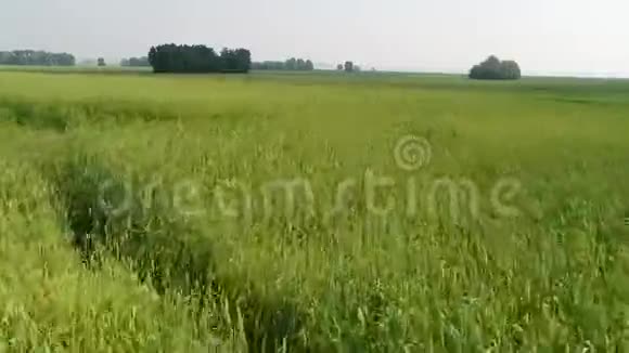 小麦农业农场更多视频的预览图