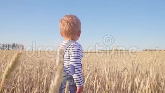 小农场主快乐的两岁男孩站在田野与成熟的黑麦在阳光明媚的日子慢动作概念视频的预览图