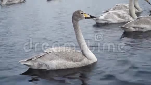 天鹅一家人在湖里游泳年轻的灰天鹅特写冬季候鸟4k视频的预览图