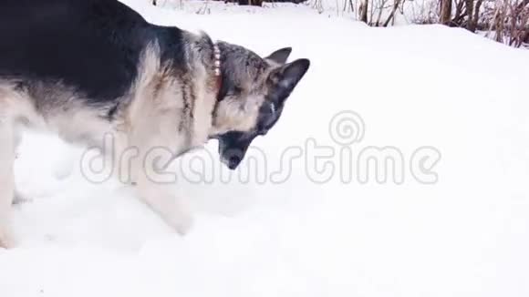 狗在雪地里玩视频的预览图
