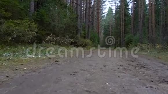 森林里肮脏的小径视频视频的预览图