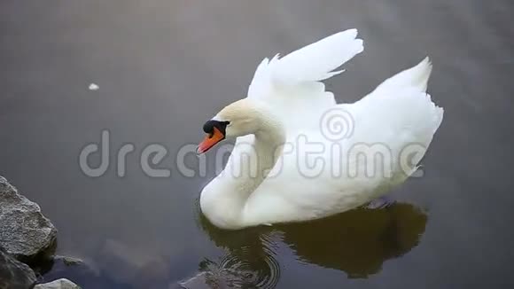 白天鹅在游泳视频的预览图