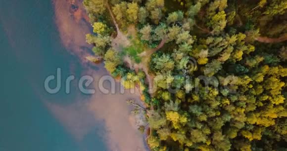 空中无人机俯视北部森林和针叶树有松树和冷杉的俄罗斯风景晴天在视频的预览图