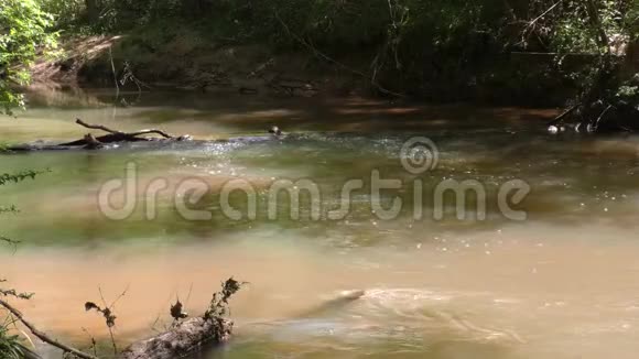 佐治亚州苏万尼溪公园上游苏万尼溪水流视频的预览图