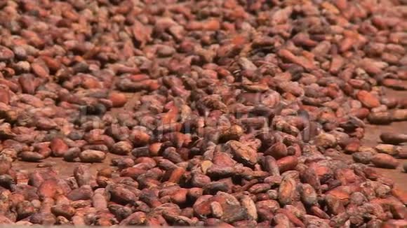 生可可豆在玻利维亚ElCeibo干燥视频的预览图
