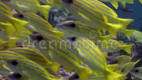 学校的卢西安鱼条纹捕鱼器水下惊人的海底在马尔代夫视频的预览图