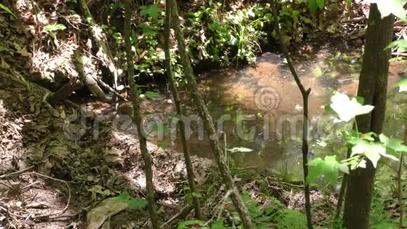 乔治亚州苏瓦尼溪公园苏瓦尼溪附近的一条小小溪上停滞的水池视频的预览图