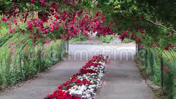 花园里的拱门上挂着红玫瑰视频的预览图