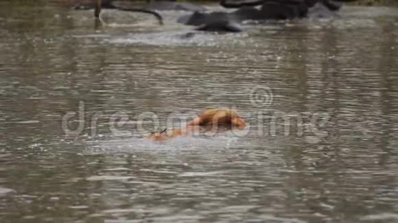 白化水牛在池塘里玩耍和游泳视频的预览图