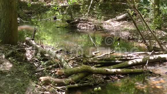 佐治亚州苏瓦尼溪公园向下游看着停滞的水和小溪上的虫子视频的预览图