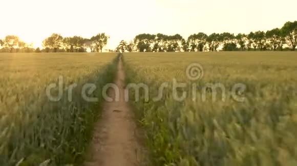 4K稳定的POV视频剪辑跑步者在日落时通过大麦或小麦作物的道路上奔跑视频的预览图