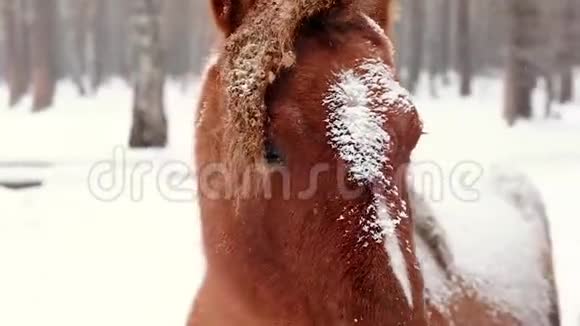 马看着镜头特写冬天森林里背着雪的马乡村景观视频的预览图