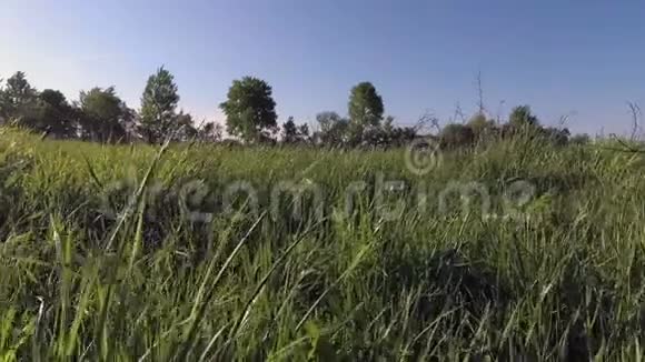 清晨漫步在绿色的草地上视频的预览图