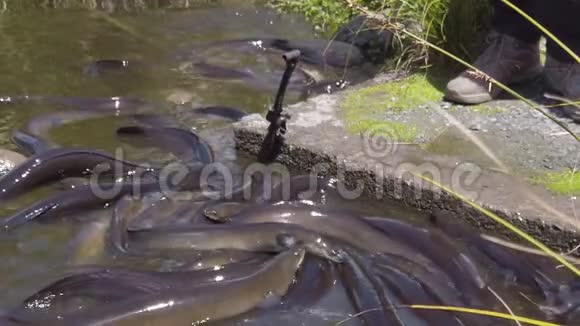慢运动鳗鱼安圭拉dieffenbachii新西兰龙鳍视频的预览图