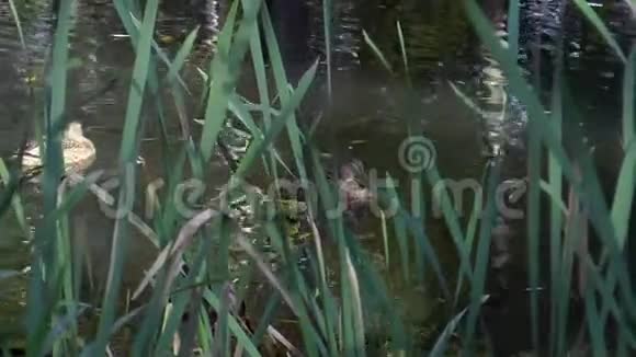 三只鸭子在芦苇里游泳在池塘里视频的预览图