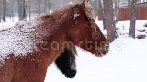 马看着镜头特写冬天森林里背着雪的马乡村景观视频的预览图