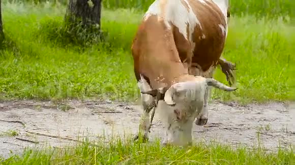 有向日葵的奶牛视频的预览图