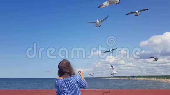 美丽的年轻女子站在码头上喂海鸥海鸥在海边的飞行中喂海鸥喂海鸥视频的预览图