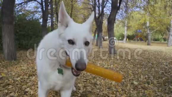 白色瑞士牧羊犬咬一根棍子自然景观户外快乐狗视频的预览图