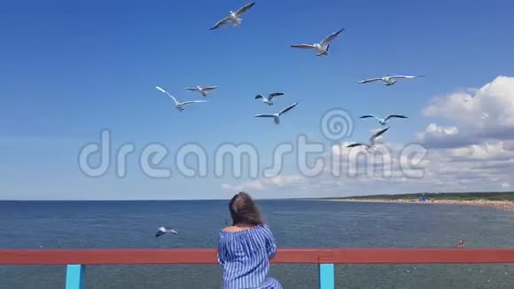 美丽的年轻女子站在码头上喂海鸥海鸥在海边的飞行中喂海鸥喂海鸥视频的预览图