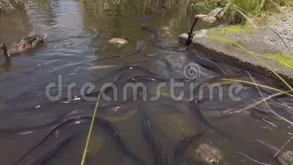新西兰慢动作濒危鳗鱼视频的预览图
