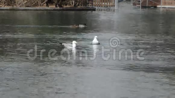 池塘里的海鸥视频的预览图