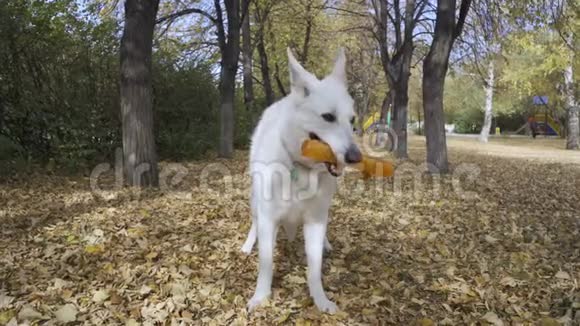白色瑞士牧羊犬咬一根棍子自然景观户外快乐狗视频的预览图