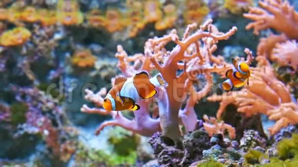 五颜六色的鱼在生机勃勃的珊瑚礁上视频的预览图