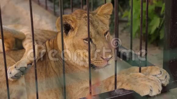 动物园里的一只母狮一只母狮在炎热的天气里躺在阴凉处视频的预览图