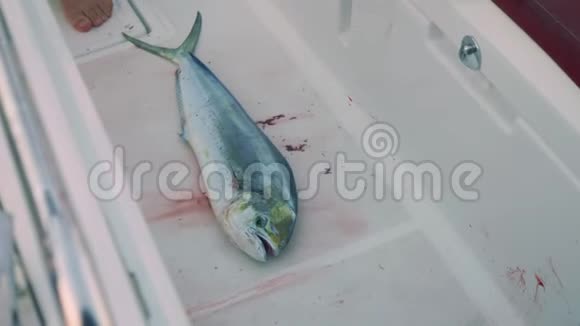 一条死鱼在游艇甲板上滑行视频的预览图