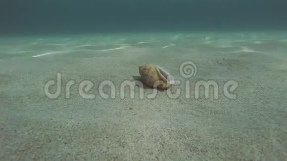 仅在沙质海底的隐蟹视频的预览图