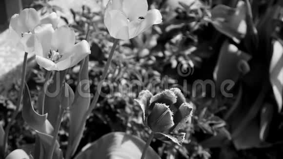 在城市公园的花坛中生长着许多美丽的鲜花花蕾新鲜郁金香的黑白视频视频的预览图
