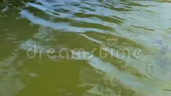 小鸭子在湖里游泳慢动作视频的预览图