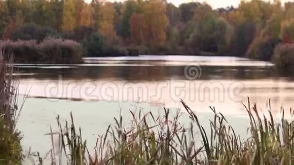 秋林塘里平静的水视频的预览图