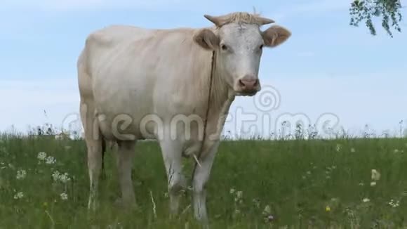草地上的白牛摇钱树站在绿色的田野里摇着尾巴野花在狂风中摇曳视频的预览图