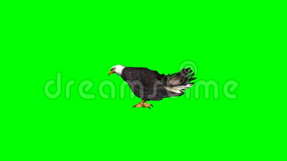 鹰吃2绿色屏幕视频的预览图