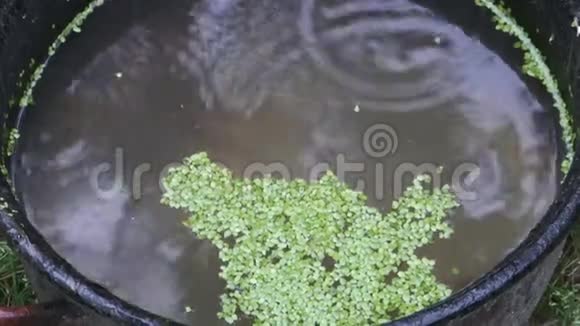 满是水和藻类的旧桶里面有落下的雨滴视频的预览图
