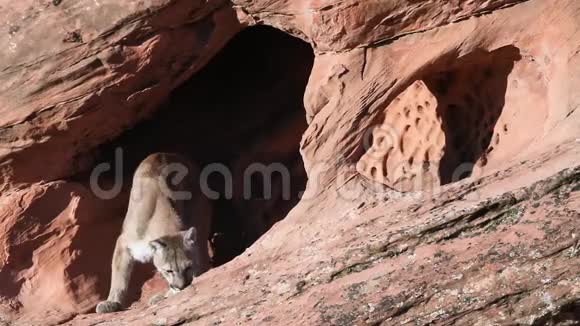 年轻的美洲狮在一个小洞穴里嗅着视频的预览图